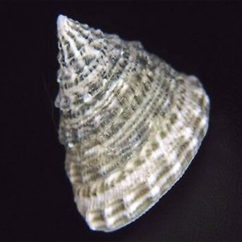 Tectus fenestratus -Turban snail
