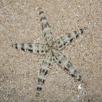 Archaster typicus M - Sand Star