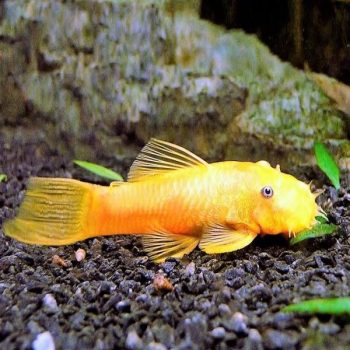 Ancistrus sp. - Albino Bristlenose Pleco 3cm