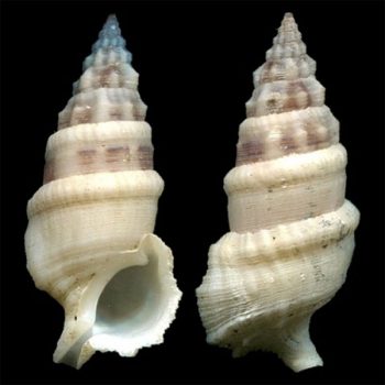 Cerithium sp - Cerith Snail