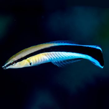 Labroides dimidiatus-Blue cleaner wrasse-M