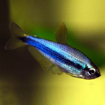 Inpaichthys kerri - Blue Emperor Tetra Super Blue 2-2.5cm
