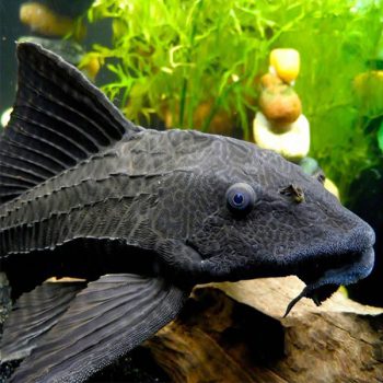 Hypostomus plecostomus - Common Pleco 5cm
