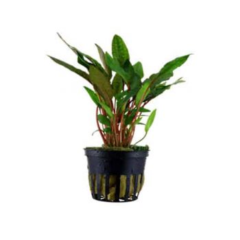 Tropica Cryptocoryne Petchii