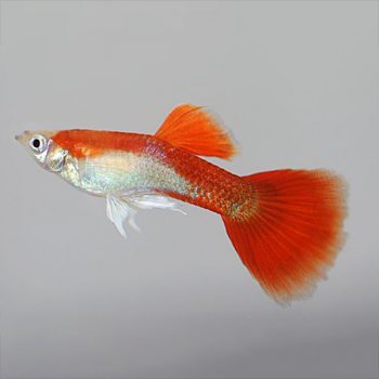 Poecilia reticulata-Guppy Red Blond Male 3.5-4cm