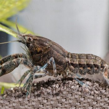 Cambarellus texanus - Dwarf Crayfish