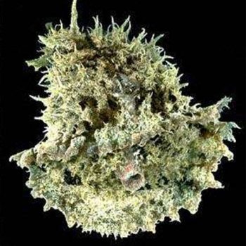 Dolabella auricularia -Wedge sea hare M