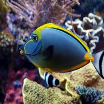 Naso elegans -Blonde naso tang-M
