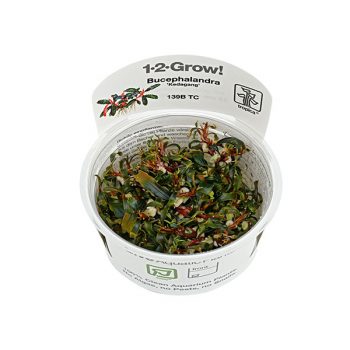 Tropica Bucephalandra Kedagang 1-2 grow!