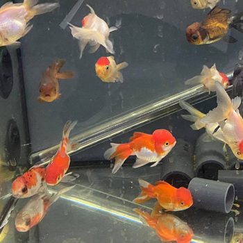 Carassius auratus - Oranda Mix 5cm