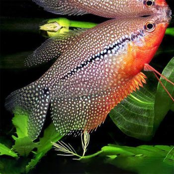 Trichopodus leeri -Pearl Gourami 6 cm