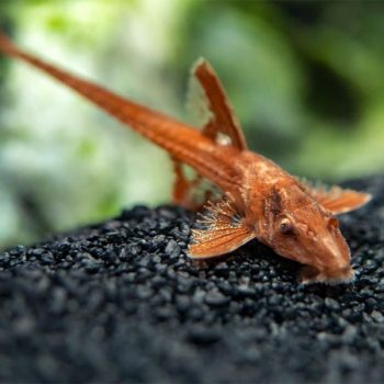 Rhineloricaria lanceolatus var."red"-Red Lizard  6 cm