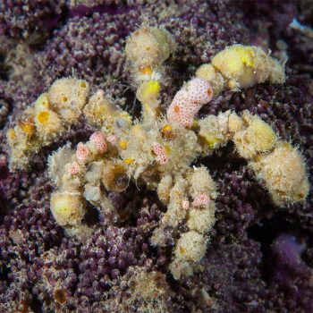 Camposcia retusa - Spider Crab