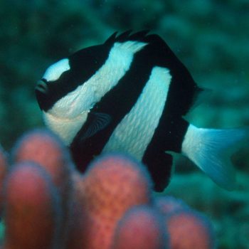 Dascyllus aruanus M - Whitetail Dascyllus