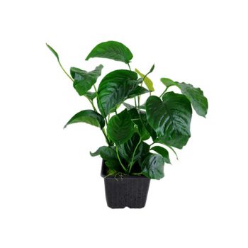 Tropica Anubias Barteri Caladifolia XL