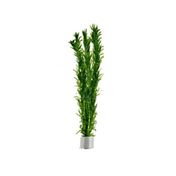 Tropica Egeria Densa