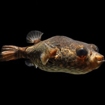 Pao palembangensis - Humpback Puffer