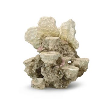 Aqua Della Coral Reef 21x18x31