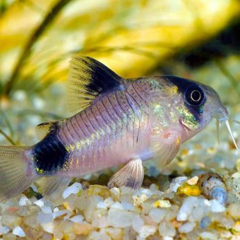 Corydoras panda -Corydoras Panda 2.5 cm