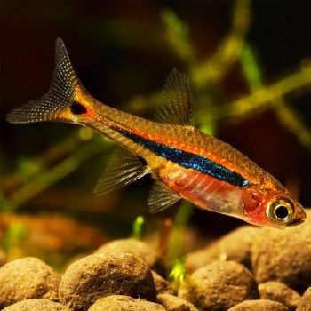 Boraras urophthalmoides - Least Rasbora