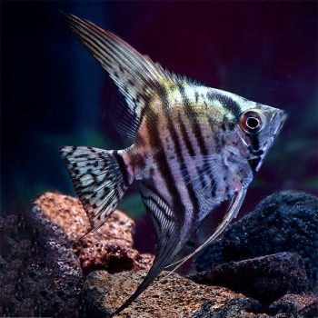 Pterophyllum scalare - Angelfish Zebra 5-6cm