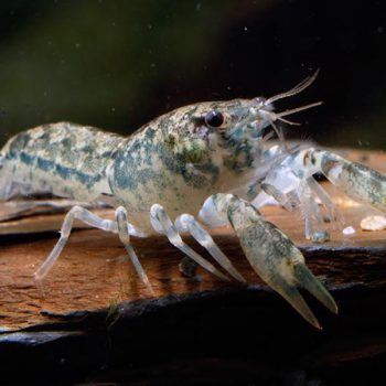 Cambarellus puer-swamp Dwarf Crayfish