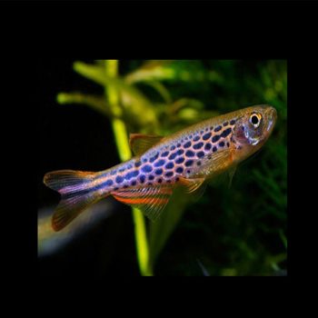 Dario rerio - Leopard Danio
