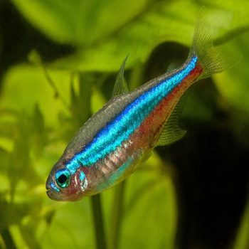 Paracheirodon simulans - Green Neon Tetra