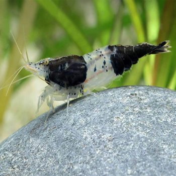 Neocaridina davidi - Black Rili Shrimp