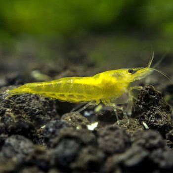 Neocaridina davidi – Yellow Shrimp 1.5-2 cm