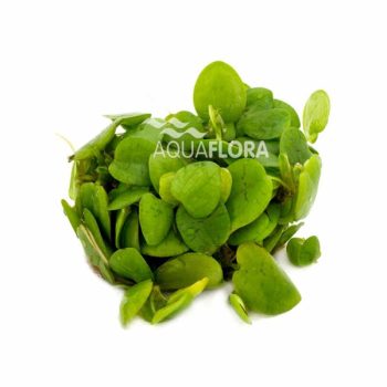 Aqua Flora Limnobium laevigatum lf