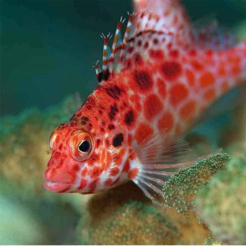 Cirrhitichthys oxycephalus - Coral Hawkfish