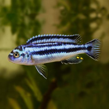 Melanochromis johannii - Electric Blue Johanni 7cm