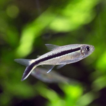 Thayeria boehlkei - Penguin Tetra