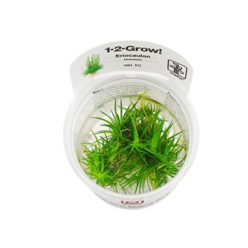 Tropica Eriocaulon cinereum 1-2-Grow!