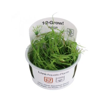 Tropica Juncus Repens 1-2 Grow!
