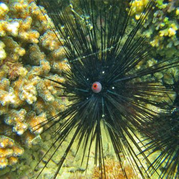 Diadema setosum - Black longspine urchin