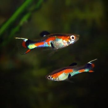Poecilia wingei - Assorted Endler Guppy