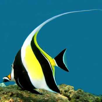 Zanclus cornutus M - Moorish Idol