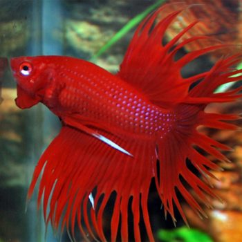 Betta splendens - Siamese Fighting Fish Crowntail Male Grade B 3.5-4cm