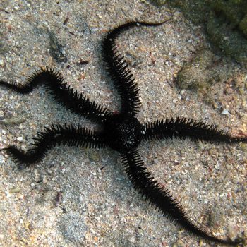 Ophiocoma scolopendrina - Black brittle starfish