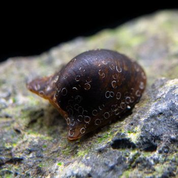 Neritina auriculata - Batman Snail