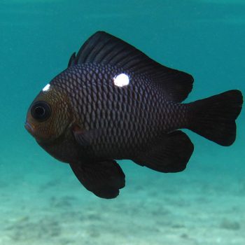 Dascyllus trimaculatus M - Threespot Damselfish