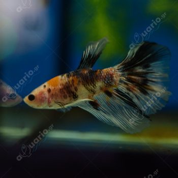 Betta splendens  -Betta Plakat Male 5 cm