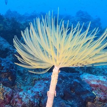 Spirographis spallanzanii -Yellow fan worm-M