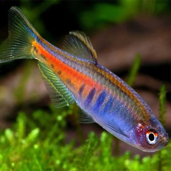 Danio choprai -glowlight danio M