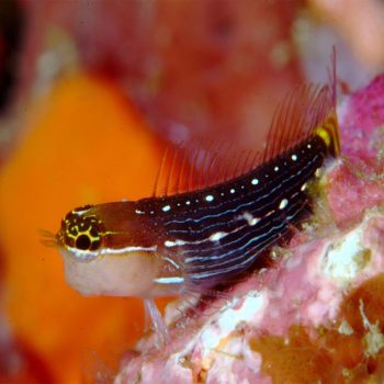 Ecsenius pictus - Pictus Blenny