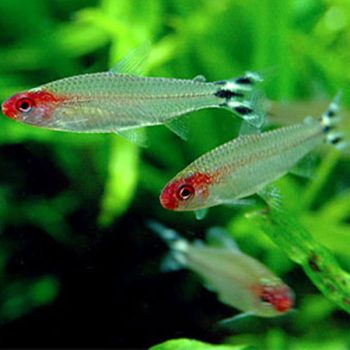 Hemigrammus bleheri - Firehead Tetra 2.8-3cm
