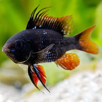 Mikrogeophagus ramirezi - Black Ramirezi 3.5-4 cm