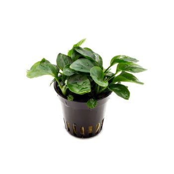 Aquaflora Anubias barteri Var. Nana 'Coin' - Pe
